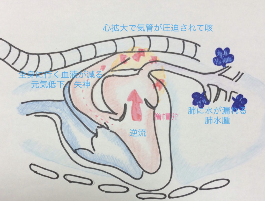 犬の心臓病 Mr 僧帽弁閉鎖不全症 さだひろ動物病院 松戸市新松戸の犬 猫専門動物病院 犬の心臓病 Mr 僧帽弁閉鎖不全症 さだひろ動物病院 松戸市新松戸の犬 猫専門動物病院