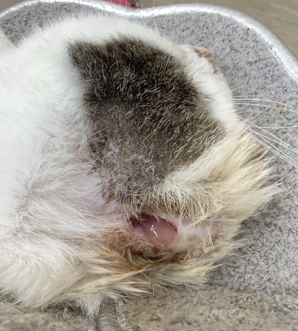 耳の局所病変の様子